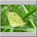 Pieris napi - Gruenaderweissling 02.jpg